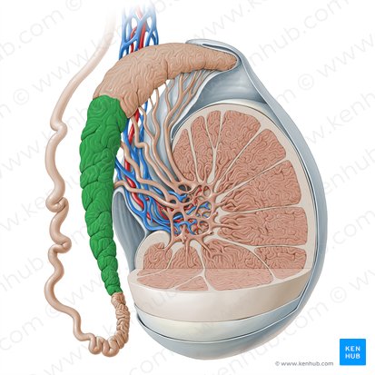 Corpus epididymidis (Nebenhodenkörper); Bild: Paul Kim