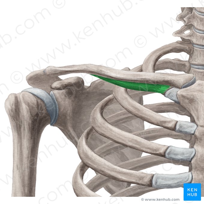 Músculo subclávio (Musculus subclavius); Imagem: Yousun Koh