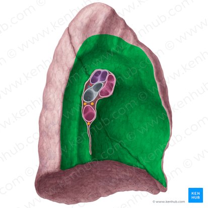 Superfície mediastinal do pulmão esquerdo (Facies mediastinalis pulmonis sinistri); Imagem: Yousun Koh