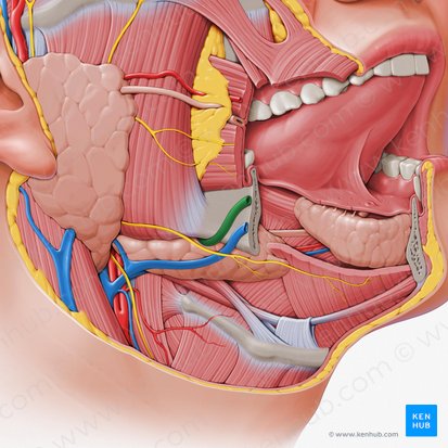 Facial artery (Arteria facialis); Image: Paul Kim