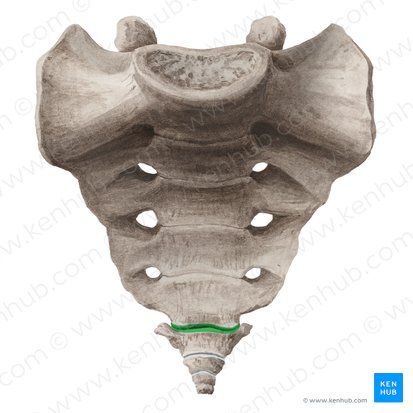 Articulação sacrococcígea (Articulatio sacrococcygea); Imagem: Liene Znotina