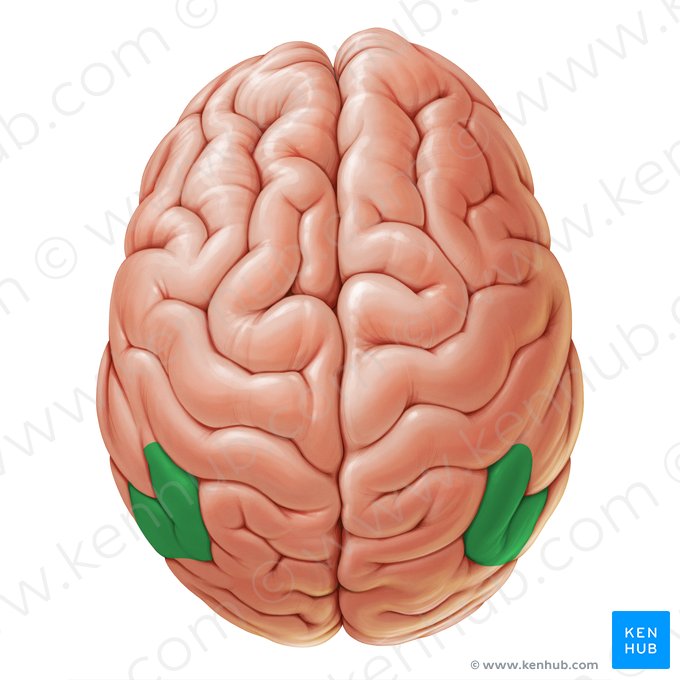 Angular gyrus (Gyrus angularis); Image: Paul Kim