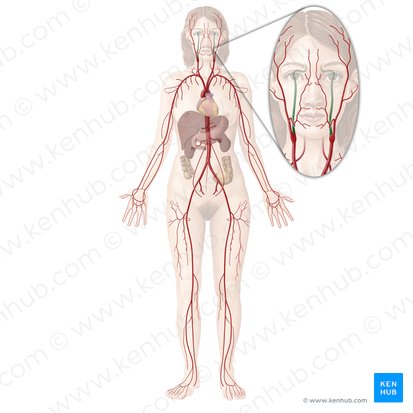 Internal carotid artery (Arteria carotis interna); Image: Begoña Rodriguez