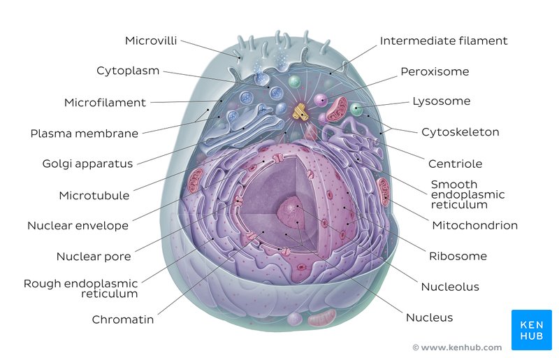 Labeled cell diagram