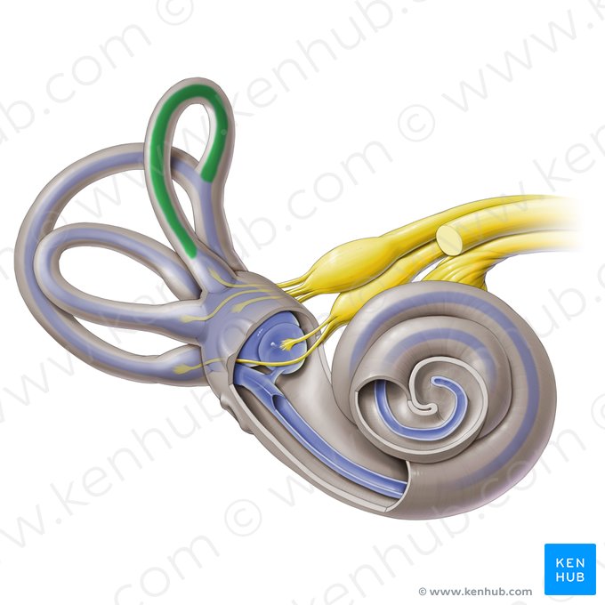 Ducto semicircular anterior (Ductus semicircularis anterior); Imagem: Paul Kim