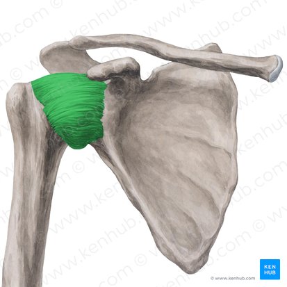 Glenohumeral ligaments (Ligamenta glenohumeralia); Image: Yousun Koh