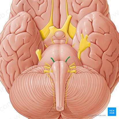 Nervus abducens (Augenabziehnerv); Bild: Paul Kim