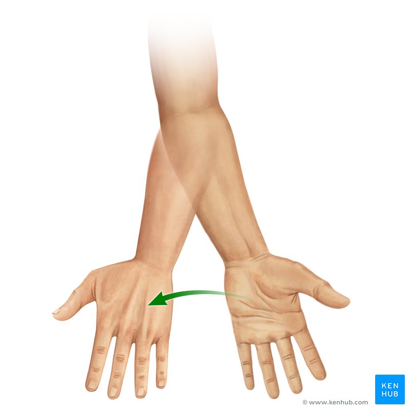 Pronation of the forearm (Pronatio antebrachii)