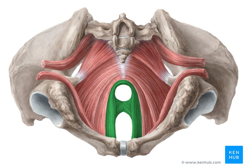 Anatomia da Cintura Pélvica em 3D 