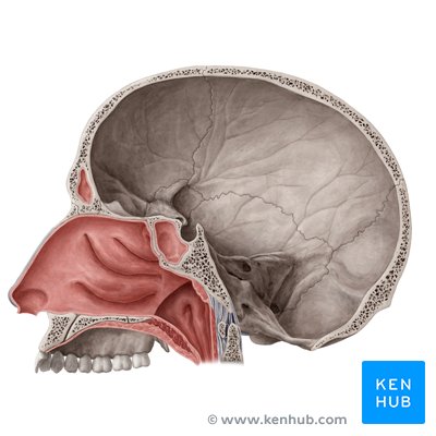 Cavidade nasal - vista medial