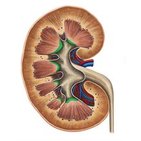 Renal papilla