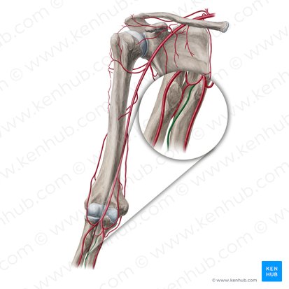 Anterior interosseous artery (Arteria interossea anterior); Image: Yousun Koh