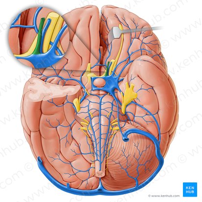 Inferior ophthalmic vein (Vena ophthalmica inferior); Image: Paul Kim