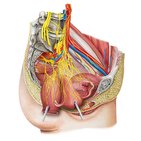 Nervios de la pelvis femenina