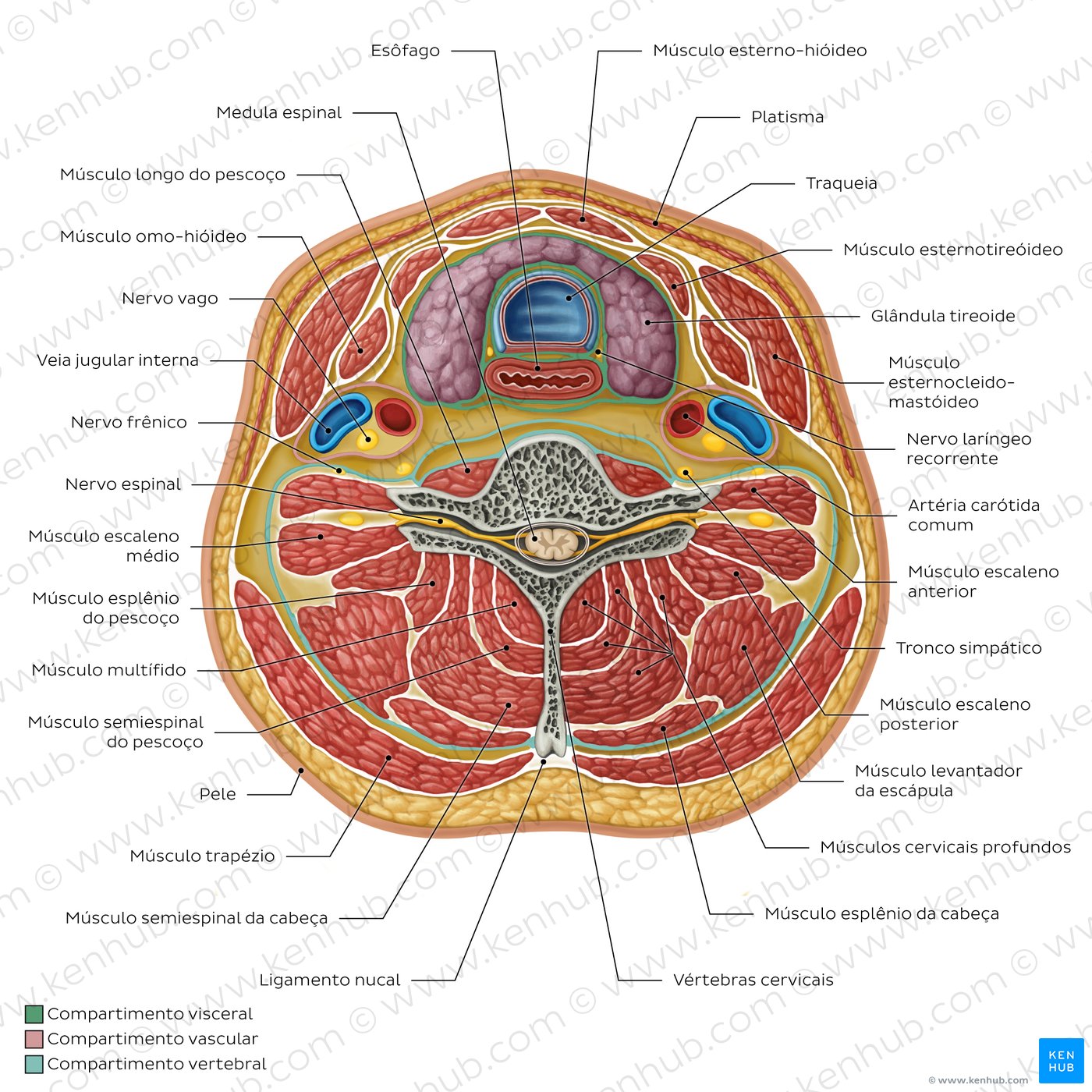 Diagrama da anatomia normal do pescoço
