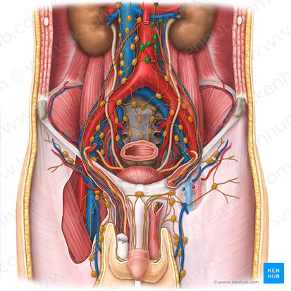 Left lumbar lymph nodes (Nodi lymphoidei lumbales sinistri); Image: Esther Gollan