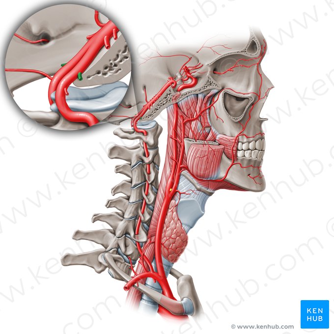 Arteria inferior posterior cerebelli (Hintere untere Kleinhirnarterie); Bild: Paul Kim