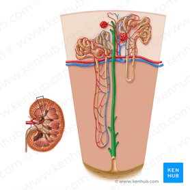 Kidney histology: Nephron, loop of Henle, functions | Kenhub
