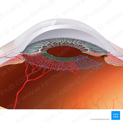 Minor arterial circle of iris (Circulus arteriosus minor iridis); Image: Paul Kim