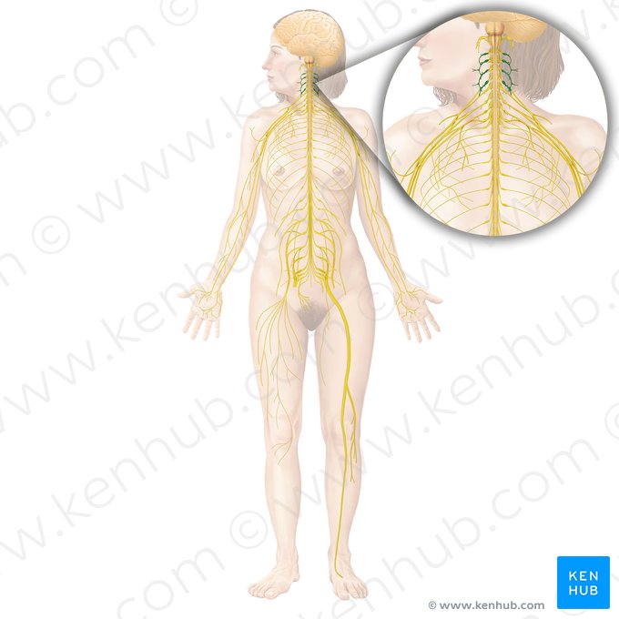 Cervical plexus (Plexus cervicalis); Image: Begoña Rodriguez