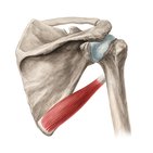Teres major muscle