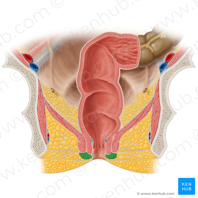 Parte subcutânea do músculo esfíncter externo do ânus (Pars subcutanea musculi sphincteris externi ani); Imagem: Samantha Zimmerman