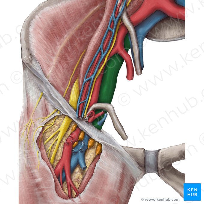 Right external iliac vein (Vena iliaca externa dextra); Image: Hannah Ely