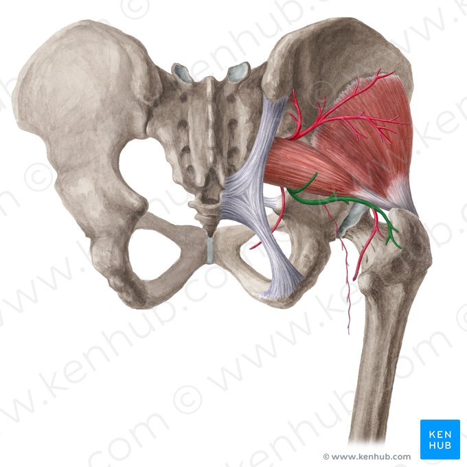 Inferior gluteal artery (Arteria glutea inferior); Image: Liene Znotina