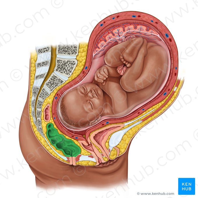 Rectum; Image: Irina Münstermann