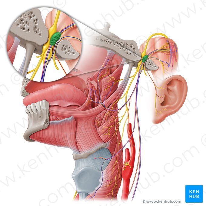 Ganglio superior del nervio vago (Ganglion superius nervi vagi); Imagen: Paul Kim