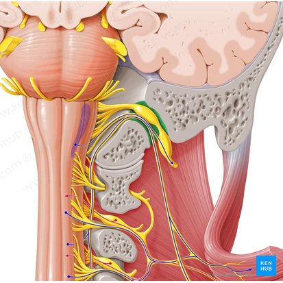 Jugular foramen (Foramen jugulare); Image: Paul Kim