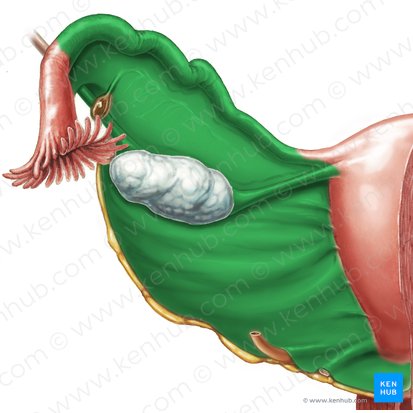 Broad ligament of uterus (Ligamentum latum uteri); Image: Samantha Zimmerman