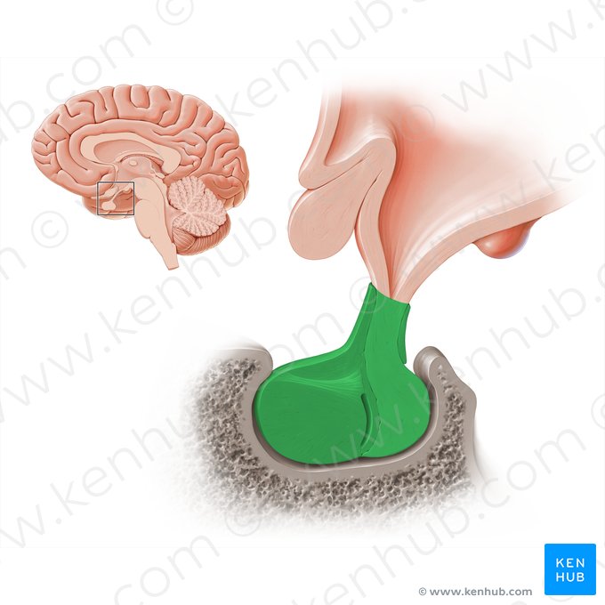 Pituitary gland (Glandula pituitaria); Image: Paul Kim