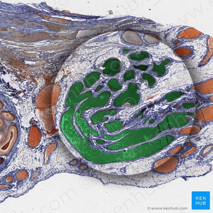 Pampiniform plexus (Plexus pampiniformis); Image: 