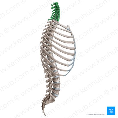 Cervical vertebrae (Vertebrae cervicales); Image: Irina Münstermann