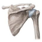 Shoulder girdle