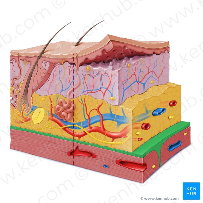 Fascia; Image: Paul Kim