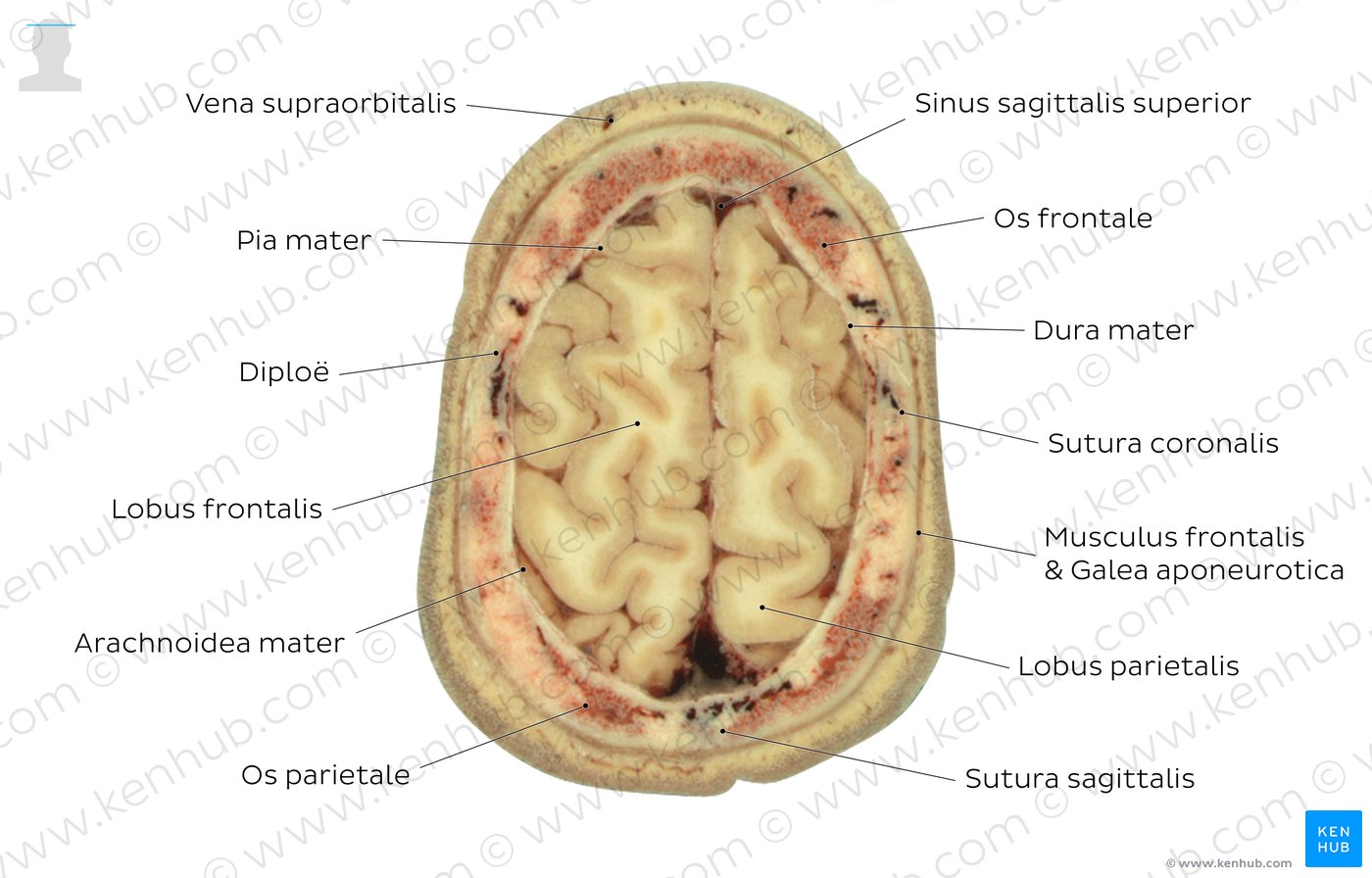 Höhe: Sinus sagittalis superior - Überblick