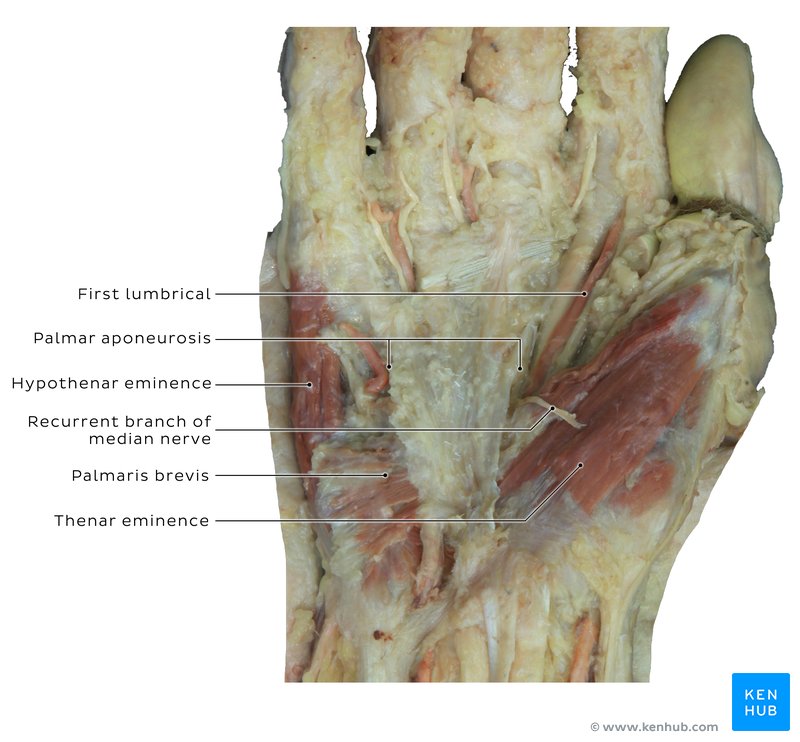 Palmar aponeurosis