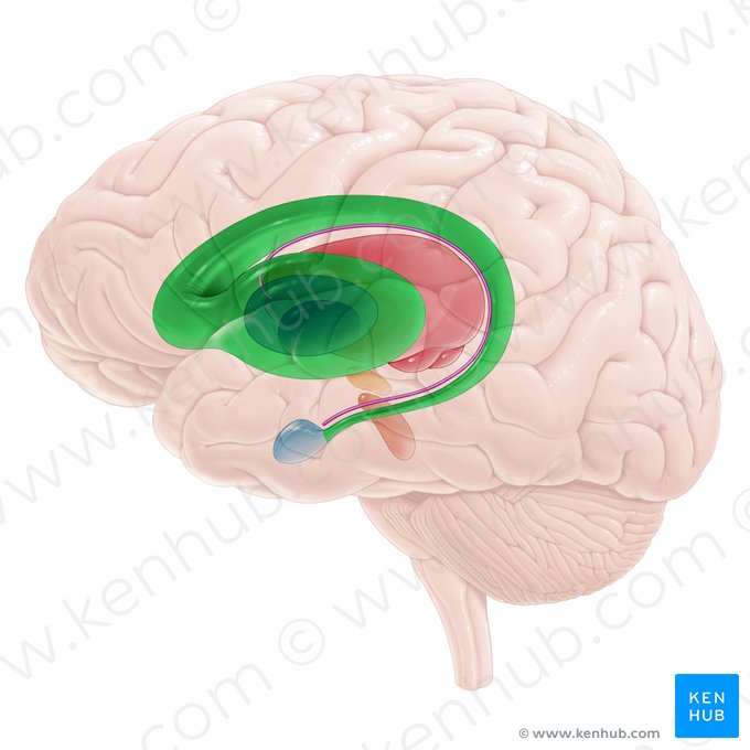 Corpo estriado (Corpus striatum); Imagem: Paul Kim