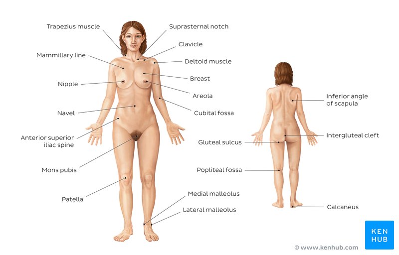 Female body surface anatomy (anterior and posterior views)