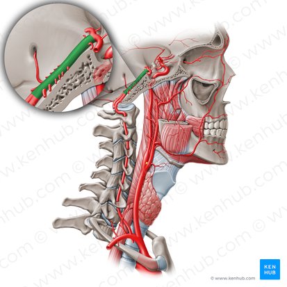 Basilar artery (Arteria basilaris); Image: Paul Kim