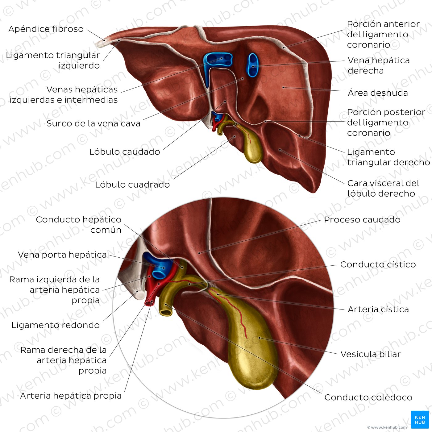 Anatomía del hígado: Vista posterior