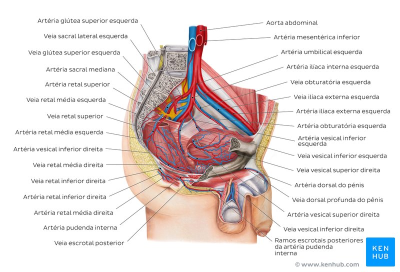 Visão geral dos vasos sanguíneos da pelve masculina