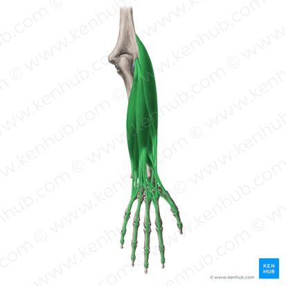 Músculos posteriores (extensores) do antebraço (Musculi extensores antebrachii); Imagem: Yousun Koh
