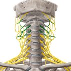 Plexus cervicalis