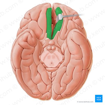 Giro reto (Gyrus rectus); Imagem: Paul Kim