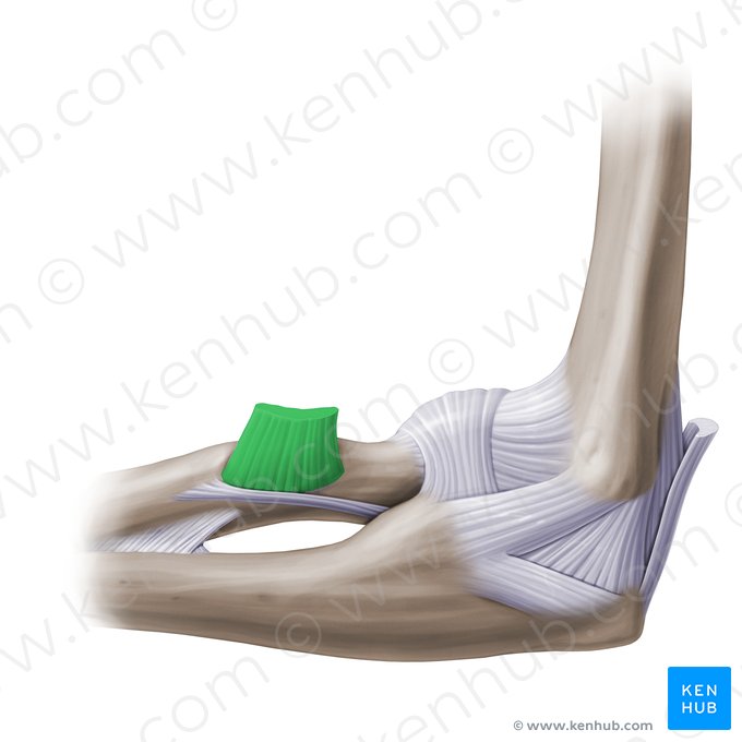 Tendón distal del músculo bíceps braquial (Tendo distalis musculi bicipitis brachii); Imagen: Paul Kim