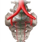 Median sacral artery