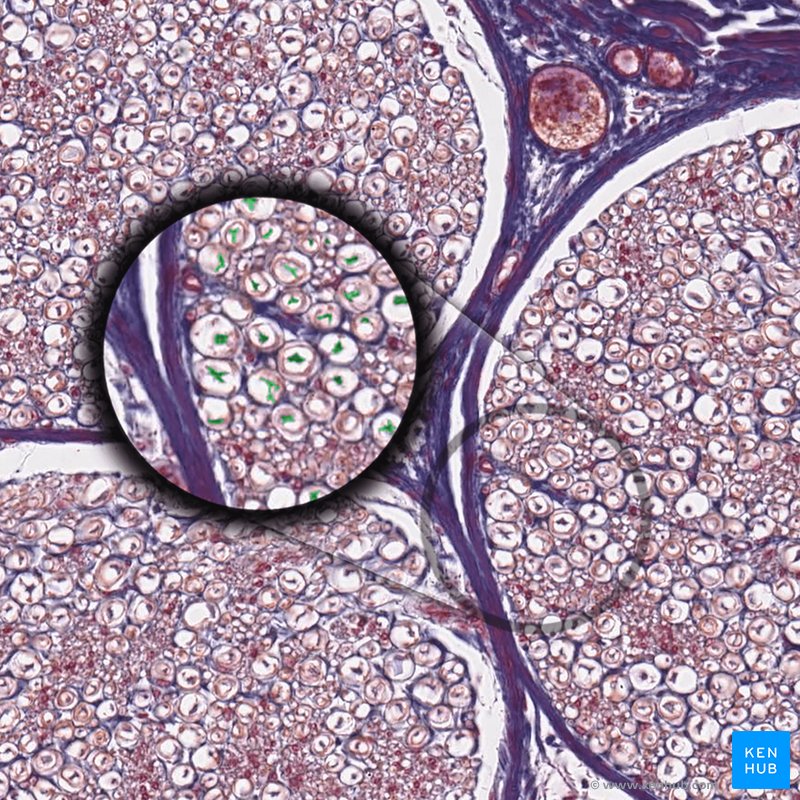 Axons - histological slide